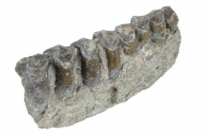 Oreodont (Merycoidodon) Jaw Section - South Dakota #254972